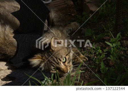 Fierce tabby cat dressed in bat wings poses with a serious stare in natural sunlight. A playful mix of wild beauty and fantasy costume. Fierce tabby cat dressed in bat wings poses with a serious stare in natural sunlight. A playful mix of wild beauty and fantasy costume. 137122544