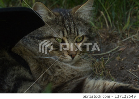 Fierce tabby cat dressed in bat wings poses with a serious stare in natural sunlight. A playful mix of wild beauty and fantasy costume. 137122549