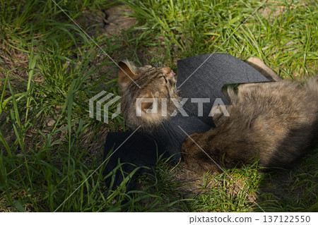 Fierce tabby cat dressed in bat wings poses with a serious stare in natural sunlight. A playful mix of wild beauty and fantasy costume. 137122550