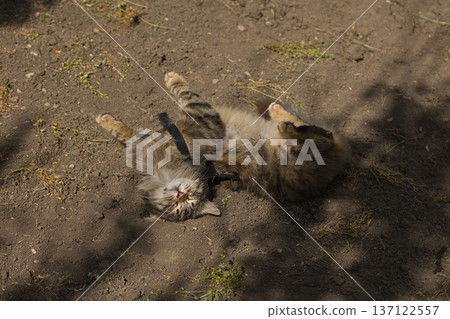 Fierce tabby cat dressed in bat wings poses with a serious stare in natural sunlight. A playful mix of wild beauty and fantasy costume. 137122557
