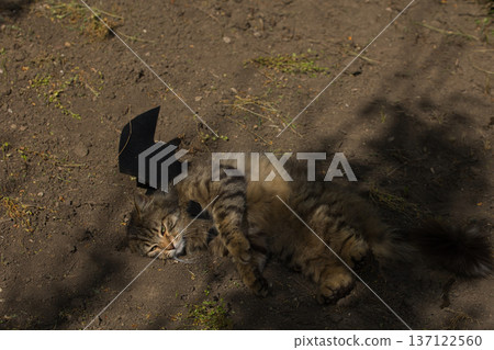Fierce tabby cat dressed in bat wings poses with a serious stare in natural sunlight. A playful mix of wild beauty and fantasy costume. 137122560