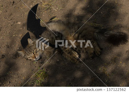 Fierce tabby cat dressed in bat wings poses with a serious stare in natural sunlight. A playful mix of wild beauty and fantasy costume. Fierce tabby cat dressed in bat wings poses with a serious stare in natural sunlight. A playful mix of wild beauty and fantasy costume. 137122562