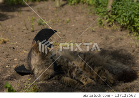 Fierce tabby cat dressed in bat wings poses with a serious stare in natural sunlight. A playful mix of wild beauty and fantasy costume. Fierce tabby cat dressed in bat wings poses with a serious stare in natural sunlight. A playful mix of wild beauty and fantasy costume. 137122568