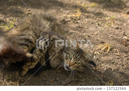Fierce tabby cat dressed in bat wings poses with a serious stare in natural sunlight. A playful mix of wild beauty and fantasy costume. Fierce tabby cat dressed in bat wings poses with a serious stare in natural sunlight. A playful mix of wild beauty and fantasy costume. 137122569