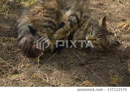Fierce tabby cat dressed in bat wings poses with a serious stare in natural sunlight. A playful mix of wild beauty and fantasy costume. Fierce tabby cat dressed in bat wings poses with a serious stare in natural sunlight. A playful mix of wild beauty and fantasy costume. 137122570