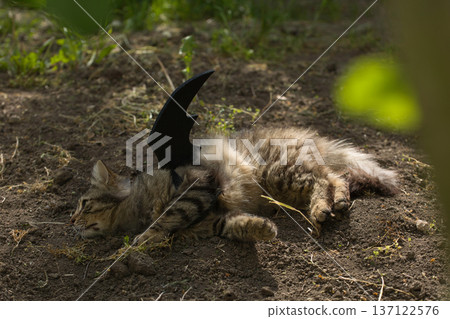 Fierce tabby cat dressed in bat wings poses with a serious stare in natural sunlight. A playful mix of wild beauty and fantasy costume. Fierce tabby cat dressed in bat wings poses with a serious stare in natural sunlight. A playful mix of wild beauty and fantasy costume. 137122576
