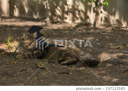 Fierce tabby cat dressed in bat wings poses with a serious stare in natural sunlight. A playful mix of wild beauty and fantasy costume. Fierce tabby cat dressed in bat wings poses with a serious stare in natural sunlight. A playful mix of wild beauty and fantasy costume. 137122583