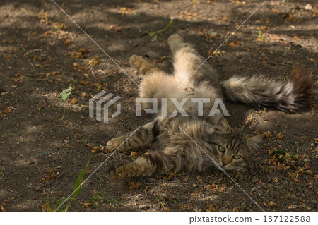 Fierce tabby cat dressed in bat wings poses with a serious stare in natural sunlight. A playful mix of wild beauty and fantasy costume. Fierce tabby cat dressed in bat wings poses with a serious stare in natural sunlight. A playful mix of wild beauty and fantasy costume. 137122588