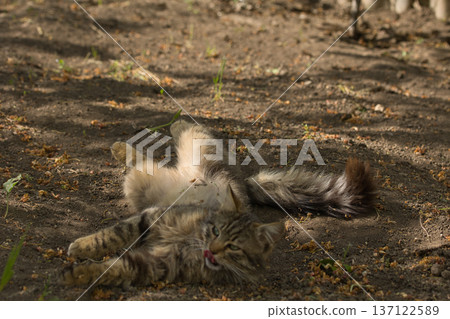 Fierce tabby cat dressed in bat wings poses with a serious stare in natural sunlight. A playful mix of wild beauty and fantasy costume. Fierce tabby cat dressed in bat wings poses with a serious stare in natural sunlight. A playful mix of wild beauty and fantasy costume. 137122589