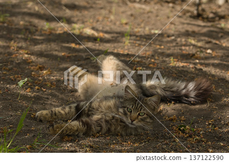 Fierce tabby cat dressed in bat wings poses with a serious stare in natural sunlight. A playful mix of wild beauty and fantasy costume. Fierce tabby cat dressed in bat wings poses with a serious stare in natural sunlight. A playful mix of wild beauty and fantasy costume. 137122590