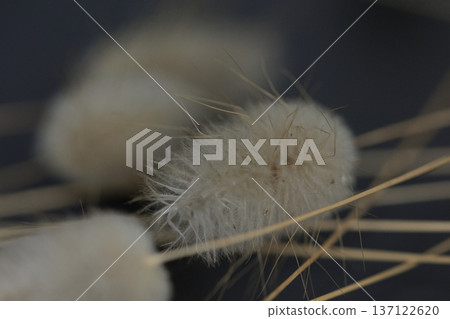 Soft minimalist still life featuring delicate dried bunny tail grass in a glass container with dreamy bokeh and shallow depth of field. 137122620