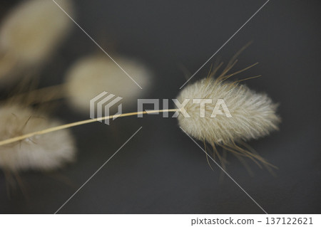 Soft minimalist still life featuring delicate dried bunny tail grass in a glass container with dreamy bokeh and shallow depth of field. 137122621