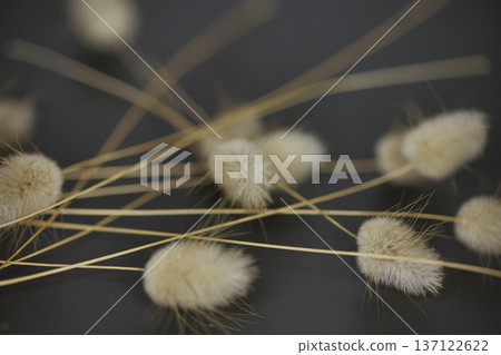 Soft minimalist still life featuring delicate dried bunny tail grass in a glass container with dreamy bokeh and shallow depth of field. Soft minimalist still life featuring delicate dried bunny tail grass in a glass container with dreamy bokeh and shallow depth of field. 137122622