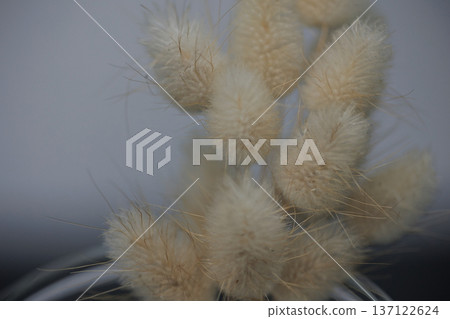 Soft minimalist still life featuring delicate dried bunny tail grass in a glass container with dreamy bokeh and shallow depth of field. 137122624