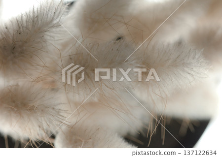 Soft minimalist still life featuring delicate dried bunny tail grass in a glass container with dreamy bokeh and shallow depth of field. 137122634