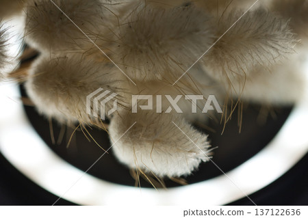 Soft minimalist still life featuring delicate dried bunny tail grass in a glass container with dreamy bokeh and shallow depth of field. 137122636