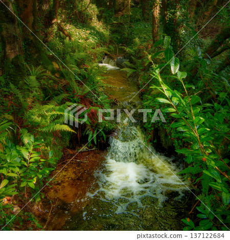 A magical stream cascades through a verdant, enchanted wood. A magical stream cascades through a verdant, enchanted wood. 137122684