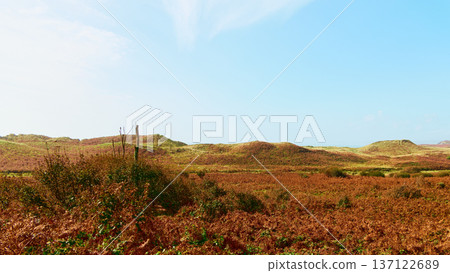 This daytime scene captures a wide vista of rolling hills covered in deep brown autumn ferns and other green plants. Above, a calm blue sky stretches out. 137122689
