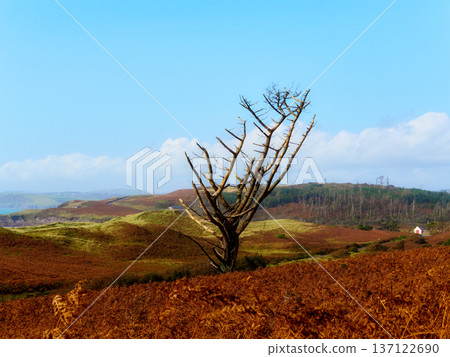 The stark tree contrasts against the colorful landscape. Clouds drift lazily in the expansive blue sky. A rustic landscape evokes a sense of tranquility. 137122690