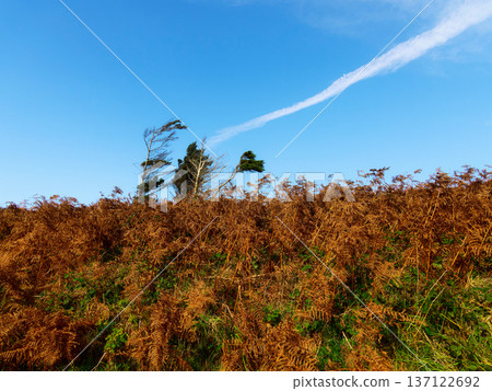 Wind swept trees and golden ferns under a clear blue sky on a bright autumn day. Wind swept trees and golden ferns under a clear blue sky on a bright autumn day. 137122692