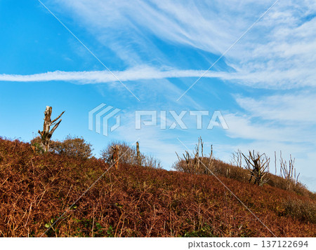 Dead trees with bare branches rise from dried reddish bracken and brown bushes on a sunny hillside. Dead trees with bare branches rise from dried reddish bracken and brown bushes on a sunny hillside. 137122694