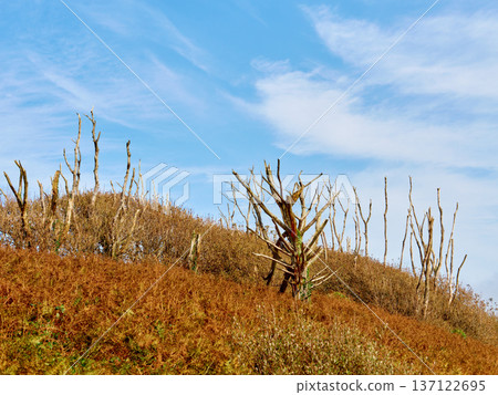Lifeless trees standing tall on a vibrant red and brown autumn hillside against a bright blue sky on a clear day. 137122695