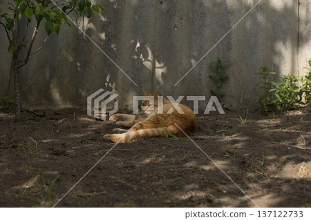 A ginger cat walks gracefully across the soil, its fur glowing warmly in the sunlight. The scene captures the feline focus and natural elegance in motion. 137122733