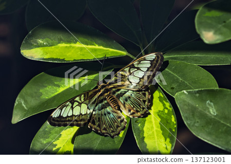 Close-up of a tropical butterfly resting on lush green leaves in a butterfly garden, showcasing delicate wing patterns and vibrant natural textures. Close-up of a tropical butterfly resting on lush green leaves in a butterfly garden, showcasing delicate wing patterns and vibrant natural textures. 137123001
