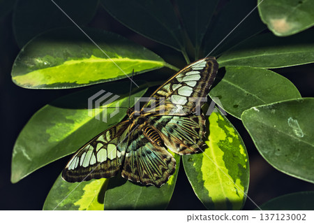 Close-up of a tropical butterfly resting on lush green leaves in a butterfly garden, showcasing delicate wing patterns and vibrant natural textures. 137123002