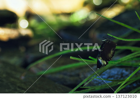 Close-up of a tropical butterfly resting on lush green leaves in a butterfly garden, showcasing delicate wing patterns and vibrant natural textures. Close-up of a tropical butterfly resting on lush green leaves in a butterfly garden, showcasing delicate wing patterns and vibrant natural textures. 137123010