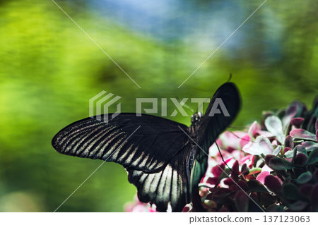Elegant black butterfly resting on colorful flowers with soft bokeh background in a tropical butterfly garden. Elegant black butterfly resting on colorful flowers with soft bokeh background in a tropical butterfly garden. 137123063