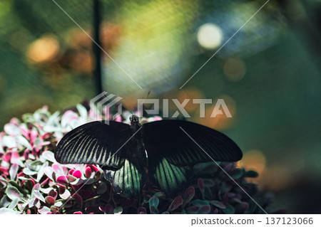 Elegant black butterfly resting on colorful flowers with soft bokeh background in a tropical butterfly garden. Elegant black butterfly resting on colorful flowers with soft bokeh background in a tropical butterfly garden. 137123066
