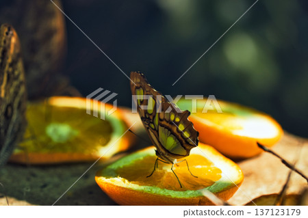 Colorful Butterflies Feeding on Orange Slices in a Tropical Butterfly House in chisinau park , Moldova Colorful Butterflies Feeding on Orange Slices in a Tropical Butterfly House in chisinau park , Moldova 137123179