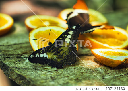 Colorful Butterflies Feeding on Orange Slices in a Tropical Butterfly House in chisinau park , Moldova Colorful Butterflies Feeding on Orange Slices in a Tropical Butterfly House in chisinau park , Moldova 137123180