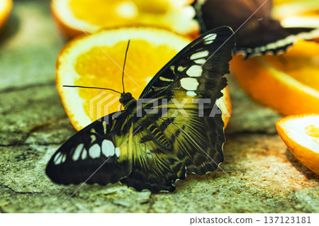Colorful Butterflies Feeding on Orange Slices in a Tropical Butterfly House in chisinau park , Moldova 137123181