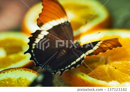 Colorful Butterflies Feeding on Orange Slices in a Tropical Butterfly House in chisinau park , Moldova Colorful Butterflies Feeding on Orange Slices in a Tropical Butterfly House in chisinau park , Moldova 137123182