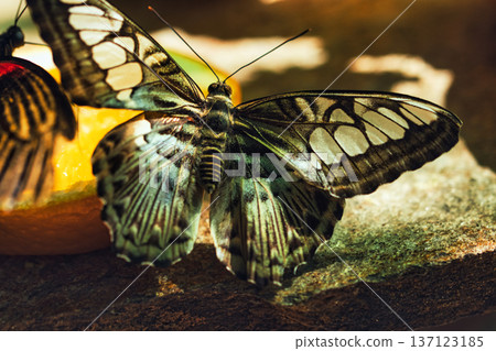 Colorful Butterflies Feeding on Orange Slices in a Tropical Butterfly House in chisinau park , Moldova 137123185