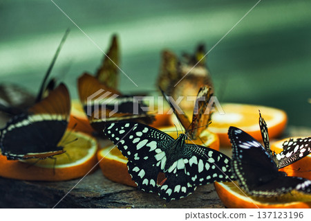 Colorful Butterflies Feeding on Orange Slices in a Tropical Butterfly House in chisinau park , Moldova 137123196