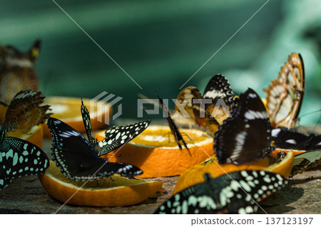 Colorful Butterflies Feeding on Orange Slices in a Tropical Butterfly House in chisinau park , Moldova 137123197