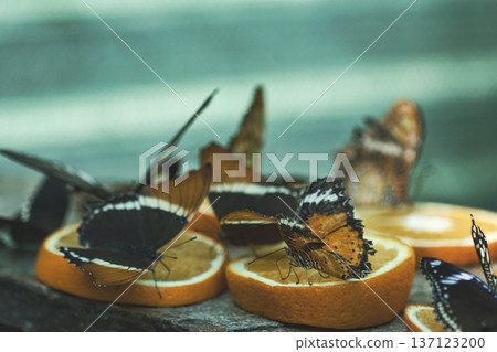 Colorful Butterflies Feeding on Orange Slices in a Tropical Butterfly House in chisinau park , Moldova 137123200