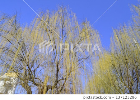 A willow tree in the city that stands out against the blue sky 137123296