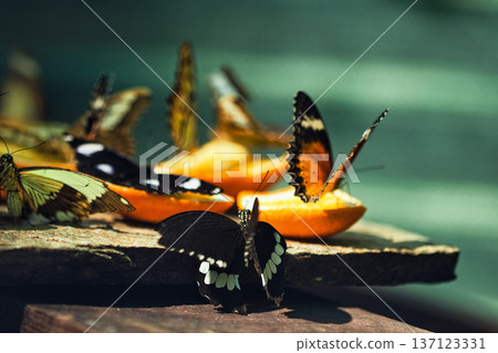 Colorful Butterflies Feeding on Orange Slices in a Tropical Butterfly House in chisinau Park , Moldova Colorful Butterflies Feeding on Orange Slices in a Tropical Butterfly House in chisinau Park , Moldova 137123331