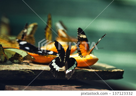 Colorful Butterflies Feeding on Orange Slices in a Tropical Butterfly House in chisinau Park , Moldova Colorful Butterflies Feeding on Orange Slices in a Tropical Butterfly House in chisinau Park , Moldova 137123332