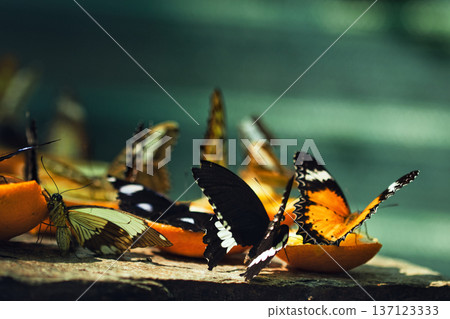 Colorful Butterflies Feeding on Orange Slices in a Tropical Butterfly House in chisinau Park , Moldova Colorful Butterflies Feeding on Orange Slices in a Tropical Butterfly House in chisinau Park , Moldova 137123333