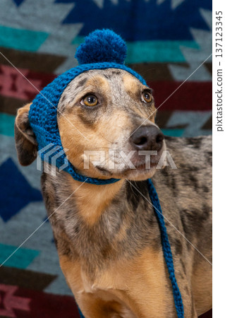 spotted dog with a sad face in a blue hat with a pompom and mittens on his paws spotted dog with a sad face in a blue hat with a pompom and mittens on his paws 137123345