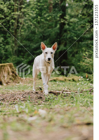 white dog walks in the woods or park in the summer. a pet in a green forest. white dog walks in the woods or park in the summer. a pet in a green forest. 137123355