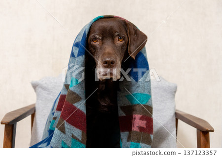 Labrador Retriever dog is sitting on chair, wrapped in a blanket. Labrador Retriever dog is sitting on chair, wrapped in a blanket. 137123357