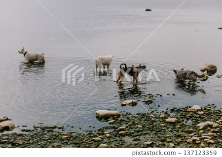 pack of dogs runs around lake woods or park in summer. walking with pet in green forest. pack of dogs runs around lake woods or park in summer. walking with pet in green forest. 137123359