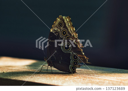 Moody close-up of an exotic butterfly resting on a wooden surface, showing detailed eye-spot wing patterns in dramatic low light. Moody close-up of an exotic butterfly resting on a wooden surface, showing detailed eye-spot wing patterns in dramatic low light. 137123689