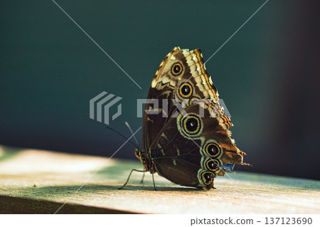 Moody close-up of an exotic butterfly resting on a wooden surface, showing detailed eye-spot wing patterns in dramatic low light. Moody close-up of an exotic butterfly resting on a wooden surface, showing detailed eye-spot wing patterns in dramatic low light. 137123690